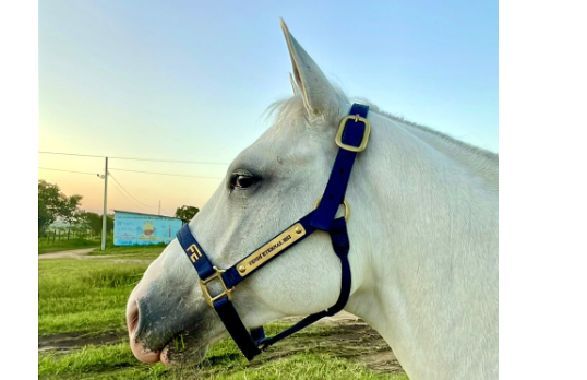 FENDI ETERNAL HS2